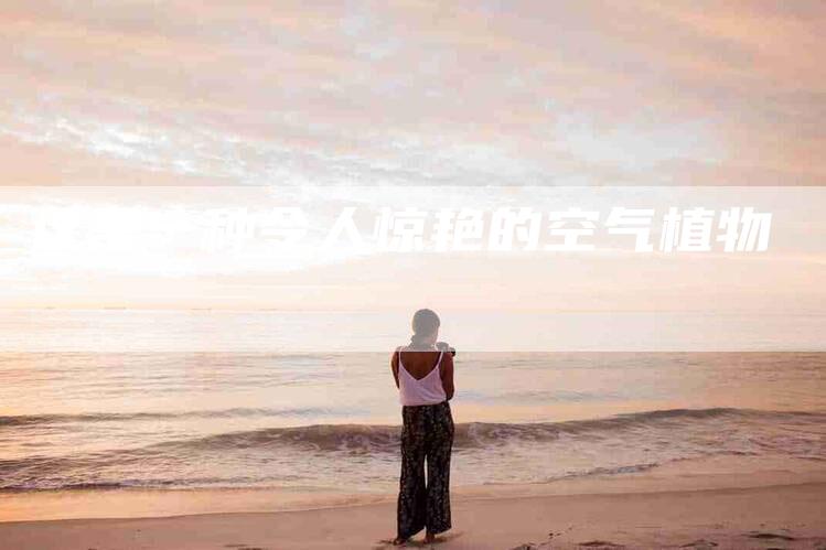 这是一种令人惊艳的空气植物-住家保姆月嫂服务_家政保洁钟点工家政服务_速上门月嫂网首页